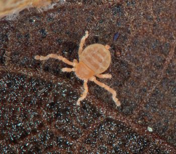 Media type: image;   Invertebrate Zoology 127853